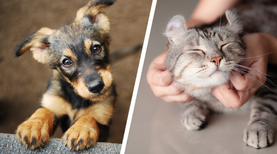 Hund, Forskning, Katt